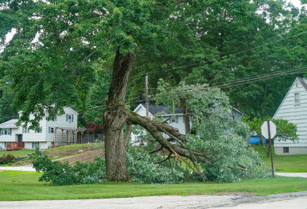 How Our Tree Care Process Works  in  Ypsilanti, MI